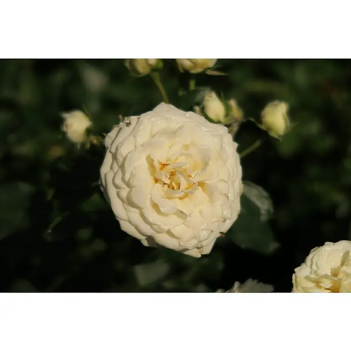 Minirose - Rosa 'Schneeküsschen 2016' ® - Nahaufnahme einer weißen Rose in voller Blüte, deren zarte Blütenblätter ein weiches, cremefarbenes Herz umschließen, umgeben von Knospen.