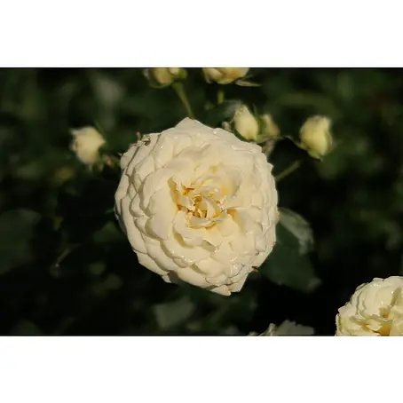 Minirose