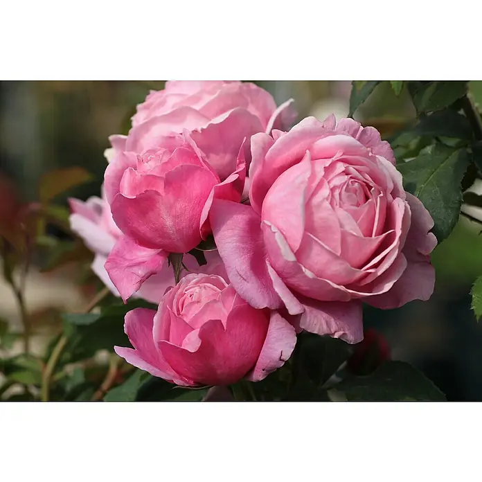 Beetrose - Rosa 'Dieter Müller' ®, Dunkelrosa - Zarte Nahaufnahme einer Gruppe rosa Rosenblüten, die die weichen Texturen und subtilen Farbverläufe der Blütenblätter hervorhebt.
