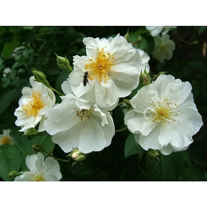 Kletterrose - Rosa 'Bobby James', Weiß - Nahaufnahme von weißen Rosenblüten mit gelben Staubgefäßen und einer Fliege, umgeben von grünen Blättern.