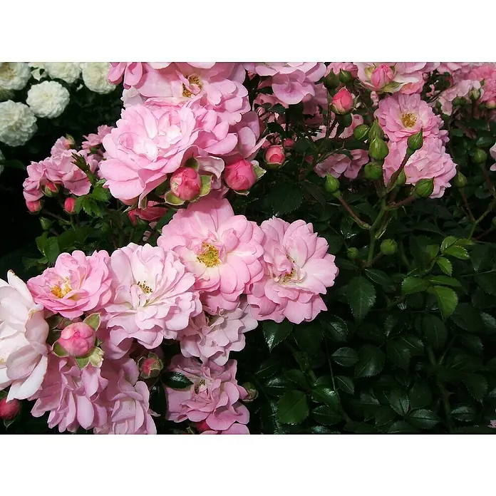 Bodendeckerrose - Rosa 'Satina' -R- ADR, Topfvolumen: 4,5 l, Zartrosa - Nahaufnahme von üppigen, rosa Rosenblüten, die eine zarte Schönheit und einen Hauch von Eleganz in der Natur zeigen.