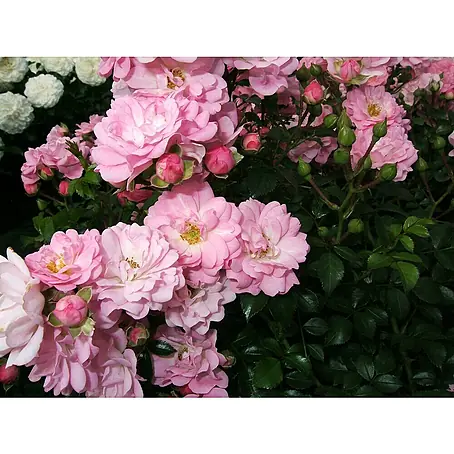 Bodendeckerrose