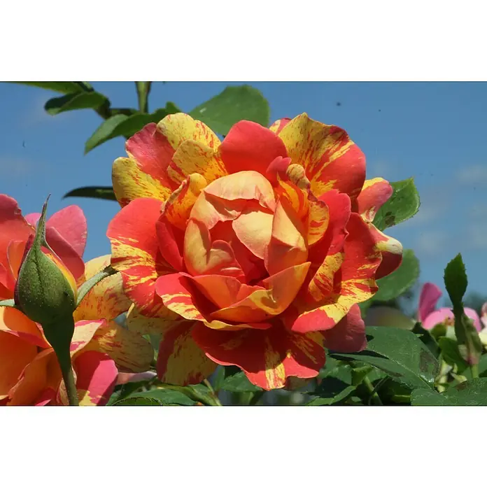 Edelrose - Rosa 'Rose des Cisterciens', Rosa/Cremegelb - Nahaufnahme einer zweifarbigen Rose in Rot-Gelb, die ihre komplexen Blütenblätter und lebendige Farben zeigt, vor einem hellblauen Himmel.