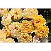 Strauchrose (Rosa 'Chateau de Cheverny', Topfvolumen: 6,5 l, Gelb) | BAUHAUS