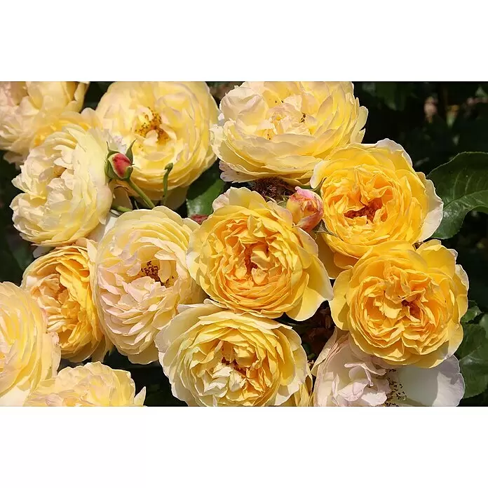 Strauchrose - Rosa 'Chateau de Cheverny' ADR, Topfvolumen: 6,5 l, Gelb - Eine lebendige Gruppe blühender gelber Rosen und Knospen.