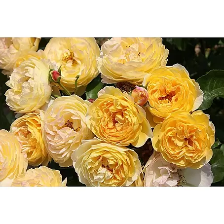 Strauchrose