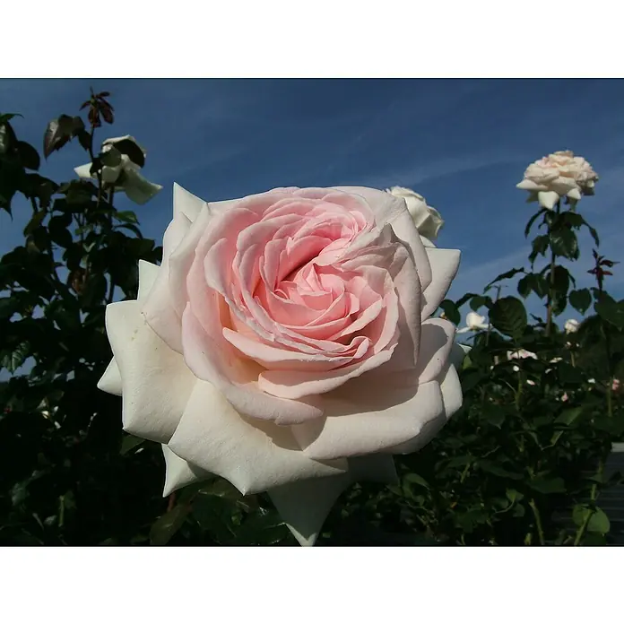 Edelrose - Rosa 'Schloss Ippenburg' ADR, Lachsrosa - Eine Nahaufnahme einer eleganten, rosafarbenen Rose vor blauem Himmel, die ihre zarten Blütenblätter und sanften Farbtöne hervorhebt.