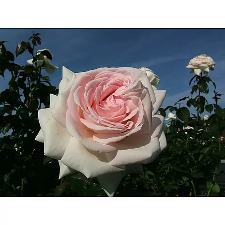 Edelrose