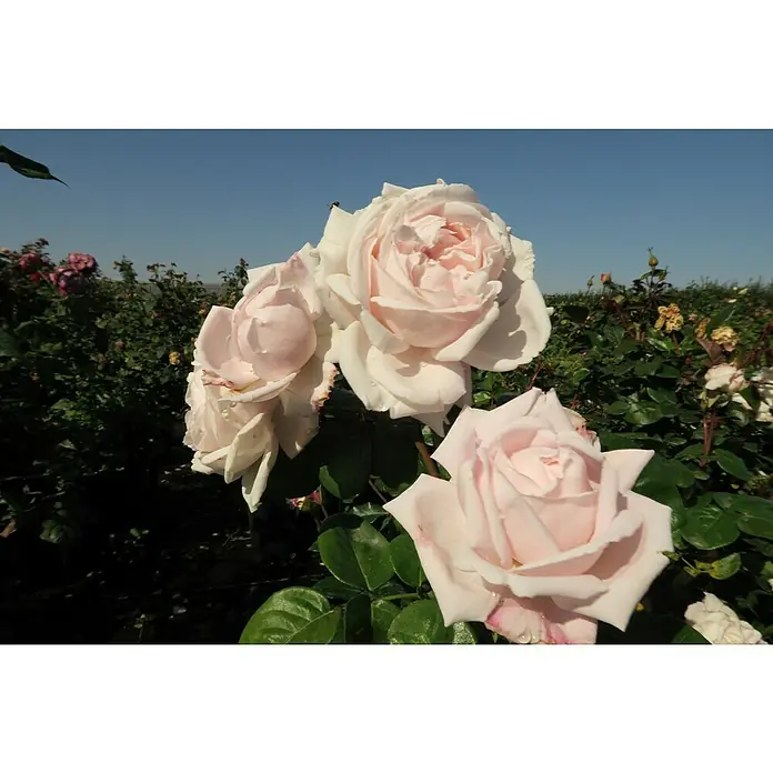 Beetrose - Rosa 'Constance Mozart' ®, Creme-rosa - Zarte, blassrosa Rosenblüten in voller Pracht, eingefangen in einem Garten mit üppigem Grün und strahlend blauem Himmel.