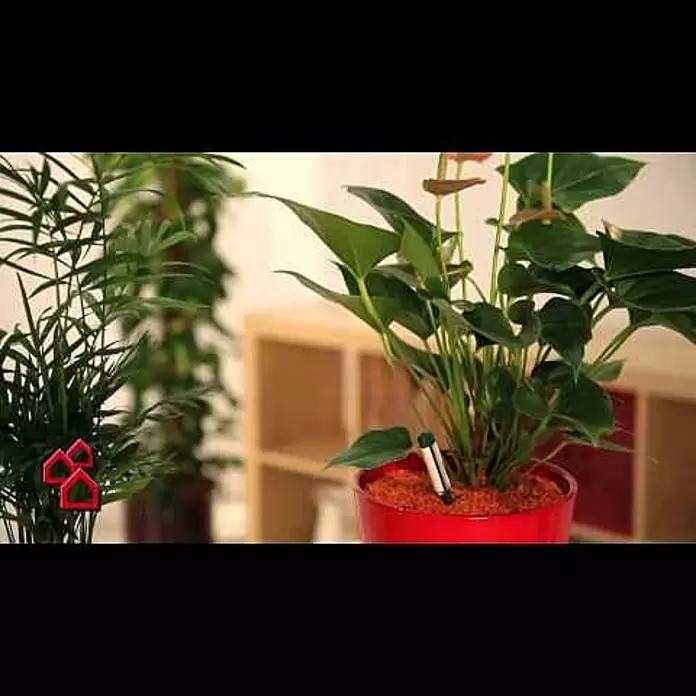 Seramis Pflanzgranulat - 15 l - Seramis Ton Granulat für Zimmerpflanzen | BAUHAUS