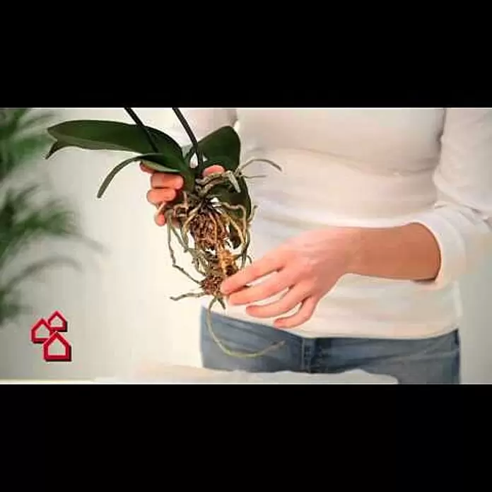 Seramis Orchideen-Granulat - Nettovolumen: 7 l - Seramis Orchideen Spezial Substrat | BAUHAUS