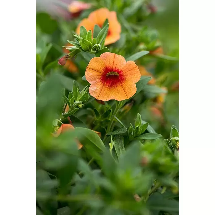 Piardino ZauberglöckchenCalibrachoa Hybride 'Colibri Orange', Topfgröße: 13 cm, Orange
