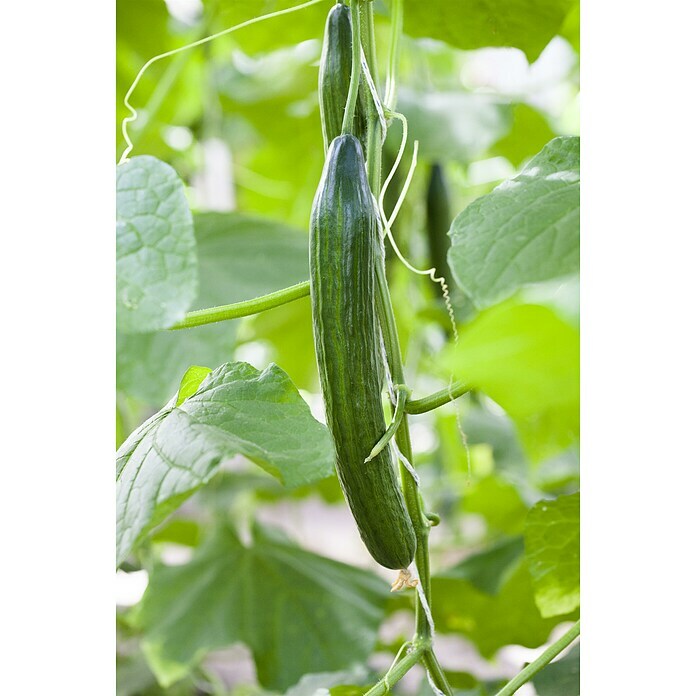 Piardino Snack-Gurke BioCucumis sativus 'Kastengurke', 10 cm, Erntezeit: August - Oktober Detail Shot