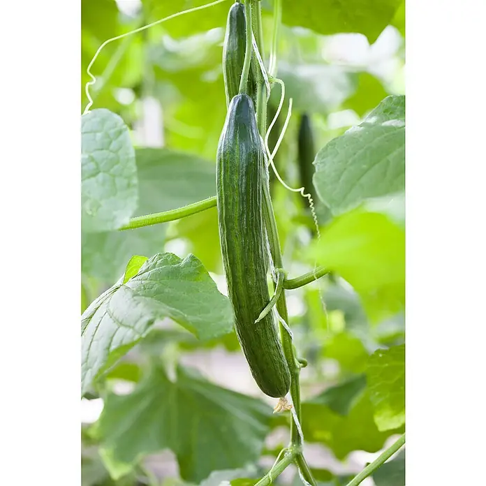 Piardino Snack-Gurke Bio - Cucumis sativus 'Kastengurke', 10 cm, Erntezeit: August - Frische grüne Gurken hängen an der Pflanze, bereit für die Ernte. Das knackige Gemüse verspricht einen gesunden Genuss.