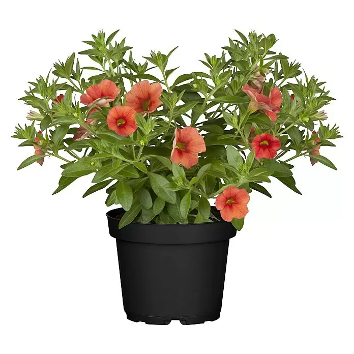 Piardino ZauberglöckchenCalibrachoa Hybride 'Colibri Orange', Topfgröße: 13 cm, Orange