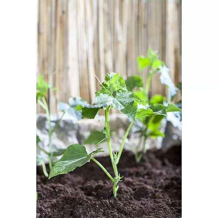 Piardino Snack-Gurke Bio - Cucumis sativus 'Kastengurke', 10 cm, Erntezeit: August - Detailaufnahme