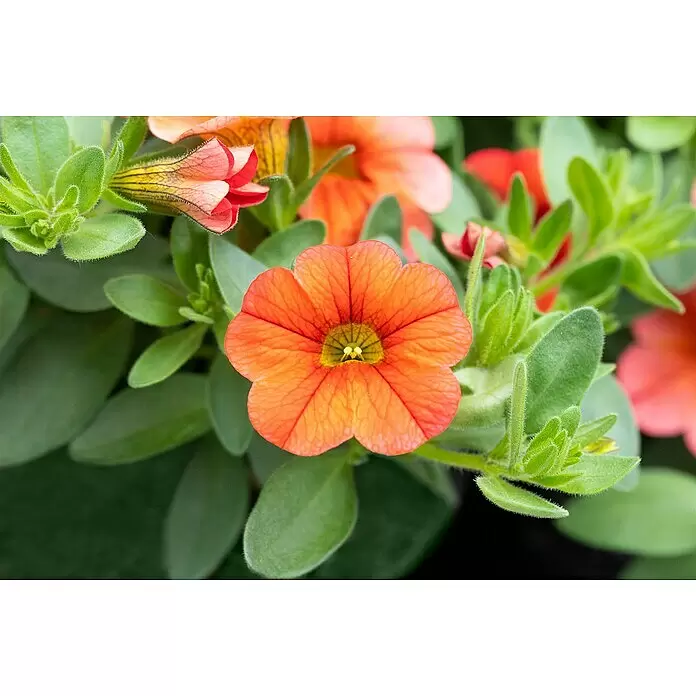 Piardino ZauberglöckchenCalibrachoa Hybride 'Colibri Orange', Topfgröße: 13 cm, Orange