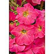 Piardino Petunie (Petunia Hybride, Topfgröße: 13 cm, Rosa) | BAUHAUS