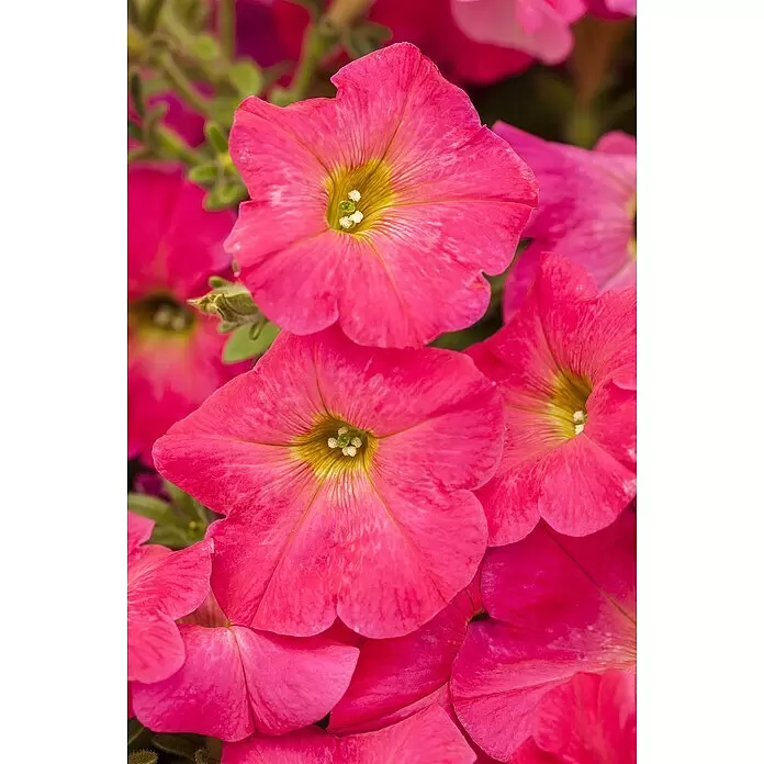 Piardino PetuniePetunia Hybride, Topfgröße: 13 cm, Rosa