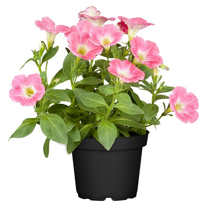 Piardino Petunie (Petunia Hybride, Topfgröße: 13 cm, Rosa) | BAUHAUS