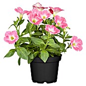 Piardino Petunie (Petunia Hybride, Topfgröße: 13 cm, Rosa) | BAUHAUS