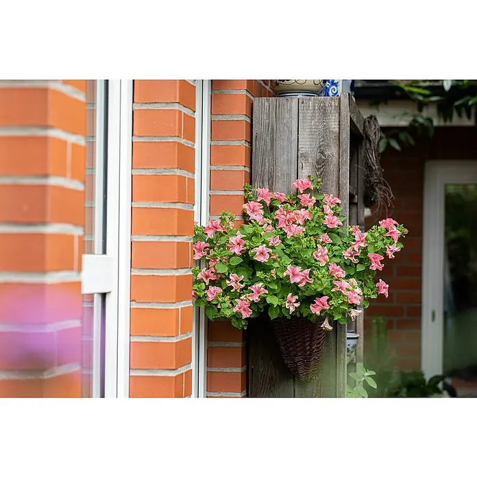 Piardino PetuniePetunia Hybride, Topfgröße: 13 cm, Rosa - Ein üppiger Korb mit rosa Petunien schmückt eine rustikale Holzwand neben einer Backsteinmauer und einem weißen Fensterrahmen.