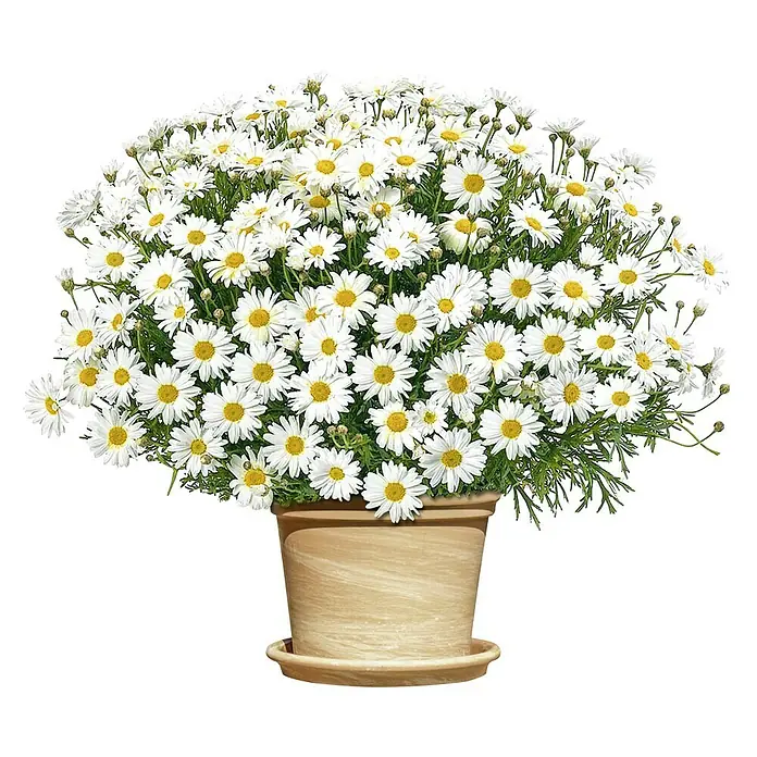 halterung blumenkasten fensterbank Blumenkastenhalterung mit Haltebügel f. Fensterbänke Edelstahl ohne Bohren main image 0