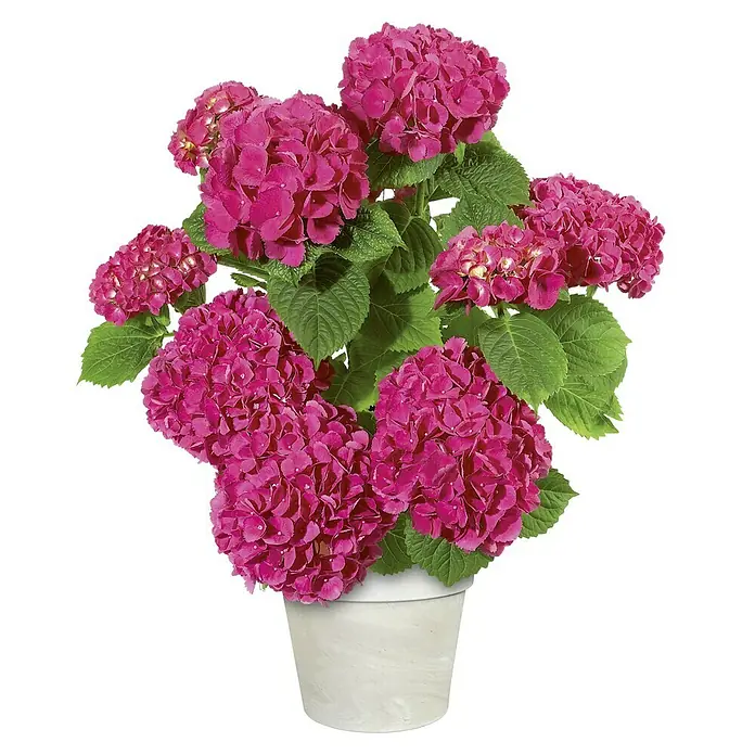 wie viel blumenerde fr blumenkasten 60 cm RECTO 60 Anthrazit  Blumenkasten Outdoor 60x38x40 cm Naturschiefer Sc   CLIMAQUA