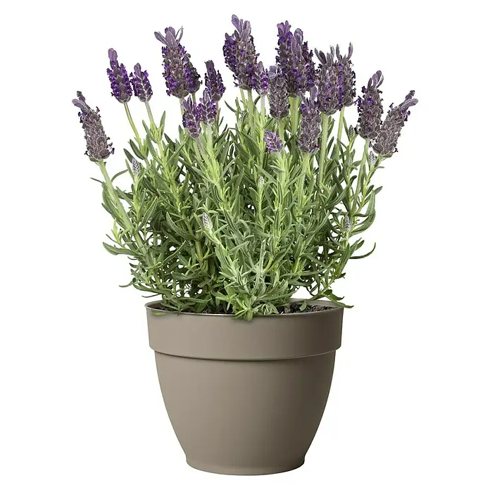 Deroma Ninfea Pflanztopf - Außenmaß (Ø x H): 26,2 x 21 cm, Kunststoff, Sand - Ein Lavendel im Topf, dessen violette Blüten einen schönen Kontrast zum hellbraunen Topf und den grünen Blättern bilden.