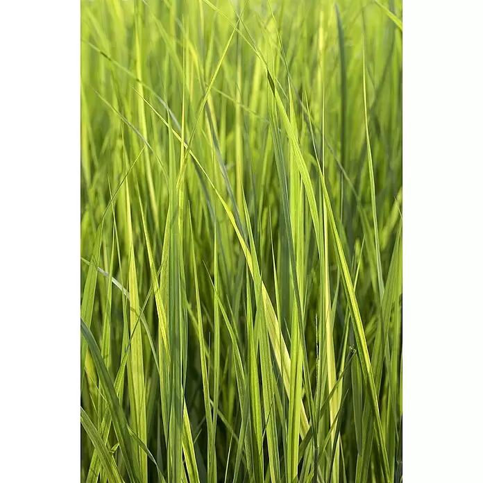Piardino Rutenhirse - Panicum virgatum 'Northwind', Topfgröße: 23 cm - Detailaufnahme