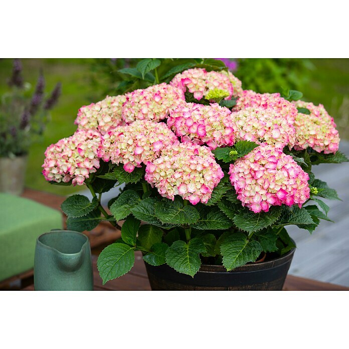 BauernhortensieHydrangea macrophylla, Topfgröße: 19 cm, Rosa Detail Shot