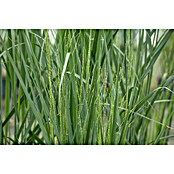 Piardino Rutenhirse (Panicum virgatum 'Northwind', Topfgröße: 23 cm) | BAUHAUS