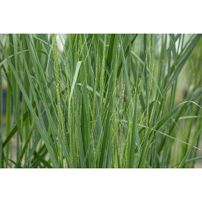 Piardino RutenhirsePanicum virgatum 'Northwind', Topfgröße: 23 cm Detail Shot