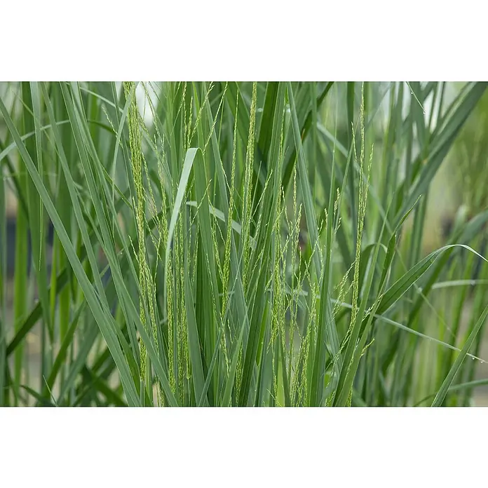 Piardino Rutenhirse - Panicum virgatum 'Northwind', Topfgröße: 23 cm - Nahaufnahme von grünem Ziergras mit filigranen Blütenständen, die eine natürliche und beruhigende Ästhetik vermitteln.