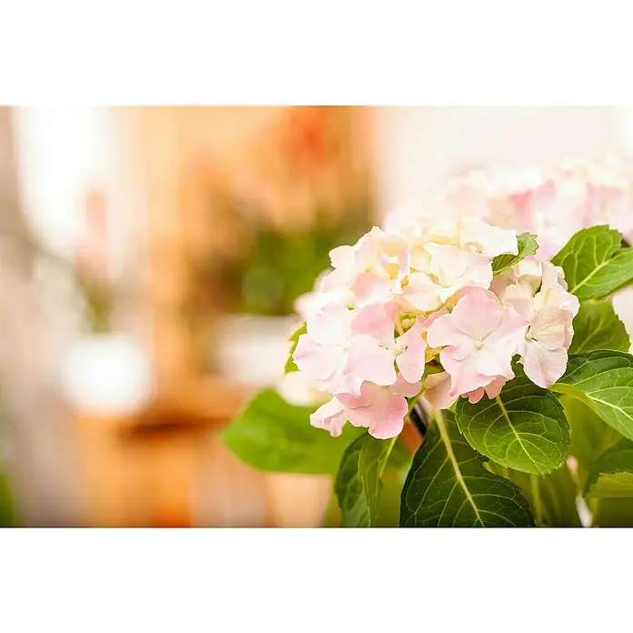BauernhortensieHydrangea macrophylla, Topfgröße: 19 cm, Rosa - Nahaufnahme von rosa Hortensienblüten mit grünen Blättern. Die zarten Blütenblätter und die lebendige Farbpalette machen das Bild ansprechend.