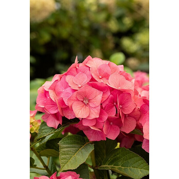 BauernhortensieHydrangea macrophylla, Topfgröße: 19 cm, Rosa Detail Shot