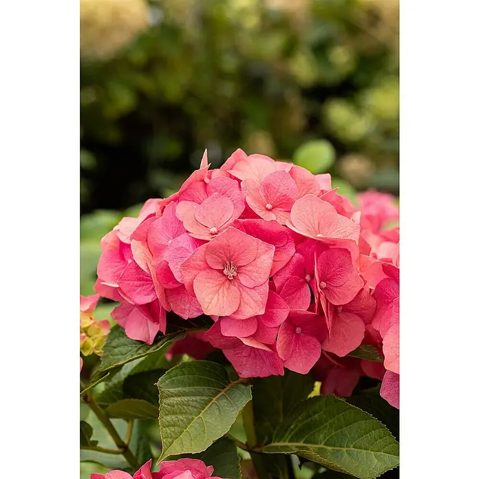 BauernhortensieHydrangea macrophylla, Topfgröße: 19 cm, Rosa - Nahaufnahme einer rosa Hortensienblüte mit grünen Blättern im Hintergrund, die die zarten Blütenblätter und die lebendige Farbe hervorhebt.