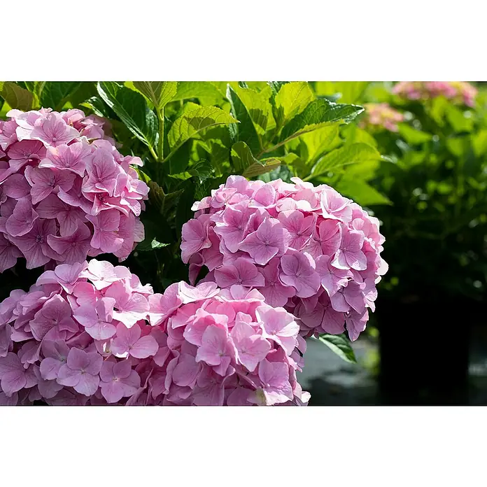 BauernhortensieHydrangea macrophylla, Topfgröße: 19 cm, Rosa - Nahaufnahme von rosa Hortensienblüten. Die Blüten sind dicht und haben zarte, rosa Blütenblätter, die einladend wirken.