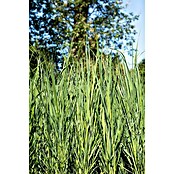 Piardino Rutenhirse (Panicum virgatum 'Northwind', Topfgröße: 23 cm) | BAUHAUS