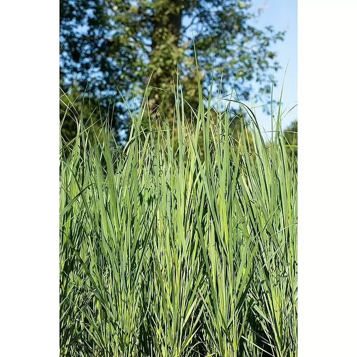 Piardino Rutenhirse - Panicum virgatum 'Northwind', Topfgröße: 23 cm - Detailaufnahme