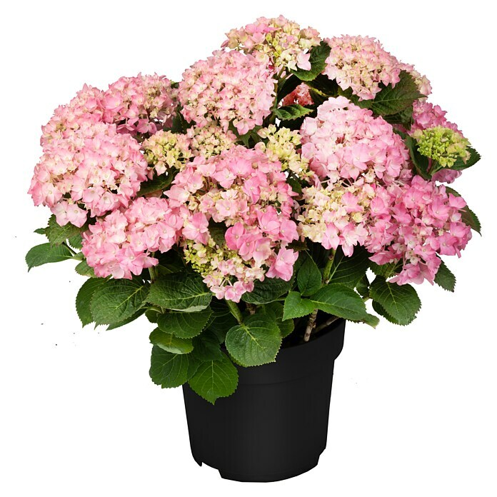 BauernhortensieHydrangea macrophylla, Topfgröße: 19 cm, Rosa Front View