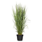 Piardino Rutenhirse (Panicum virgatum 'Northwind', Topfgröße: 23 cm) | BAUHAUS