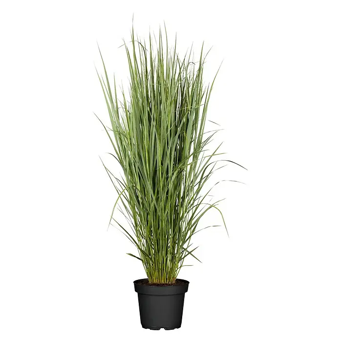 Piardino Rutenhirse - Panicum virgatum 'Northwind', Topfgröße: 23 cm - Dieses Bild zeigt eine dekorative Ziergras-Pflanze in einem schwarzen Topf, ideal für Innenräume oder den Garten.