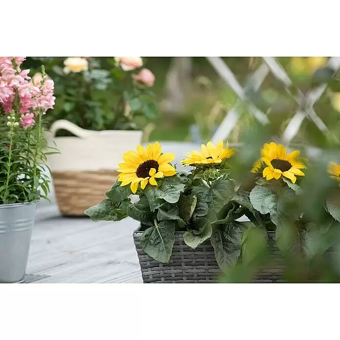 Piardino Sonnenblume - Helianthus annuus, Topfgröße: 13 cm, Gelb - Gelbe Sonnenblumen mit grünen Blättern in einem grauen Korbgeflecht-Pflanzgefäß, umgeben von anderen Pflanzen im Freien.