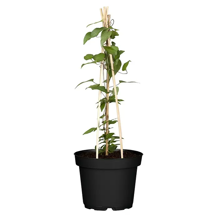 Waldrebe - Clematis Hybride 'Boulevard', Topfgröße: 15 cm, Rot - Zimmerpflanze in einem Topf mit einer Halterung, ideal für die Dekoration von Innenräumen.
