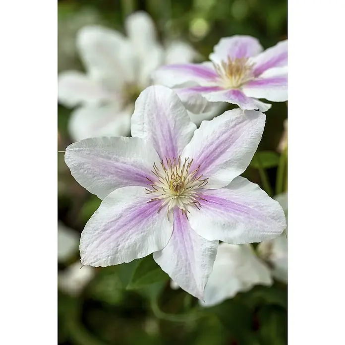 Piardino Waldrebe - Clematis Hybride 'Boulevard', Topfgröße: 15 cm, Rosa - Nahaufnahme einer bezaubernden Clematis-Blüte mit zarten weißen Blütenblättern und violetten Akzenten, ein Blickfang im Garten.