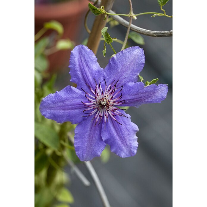 Piardino WaldrebeClematis 'Boulevard blau', Topfgröße: 15 cm, Blau Detail Shot