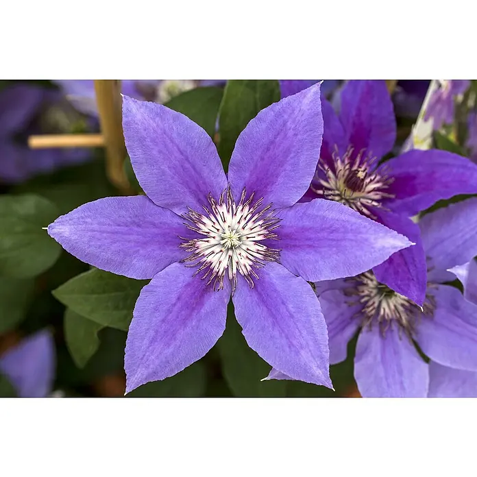 Piardino Waldrebe - Clematis Hybride 'Boulevard blau', Topfgröße: 15 cm, Blau - Nahaufnahme einer lila Clematisblüte mit fünf Blütenblättern und einem detaillierten Zentrum, umgeben von grünen Blättern.