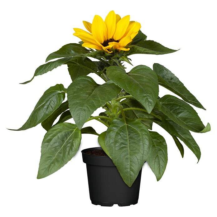 Piardino Sonnenblume (Helianthus annuus, Topfgröße: 13 cm, Gelb