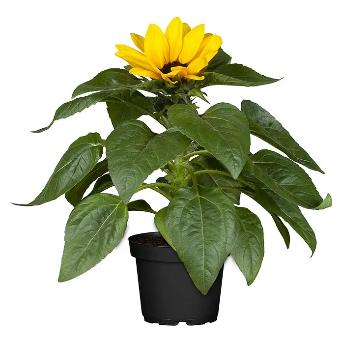 Piardino Sonnenblume - Helianthus annuus, Topfgröße: 13 cm, Gelb - Topfansicht einer Topfsonnenblume mit leuchtend gelben Blütenblättern und grünen Blättern.